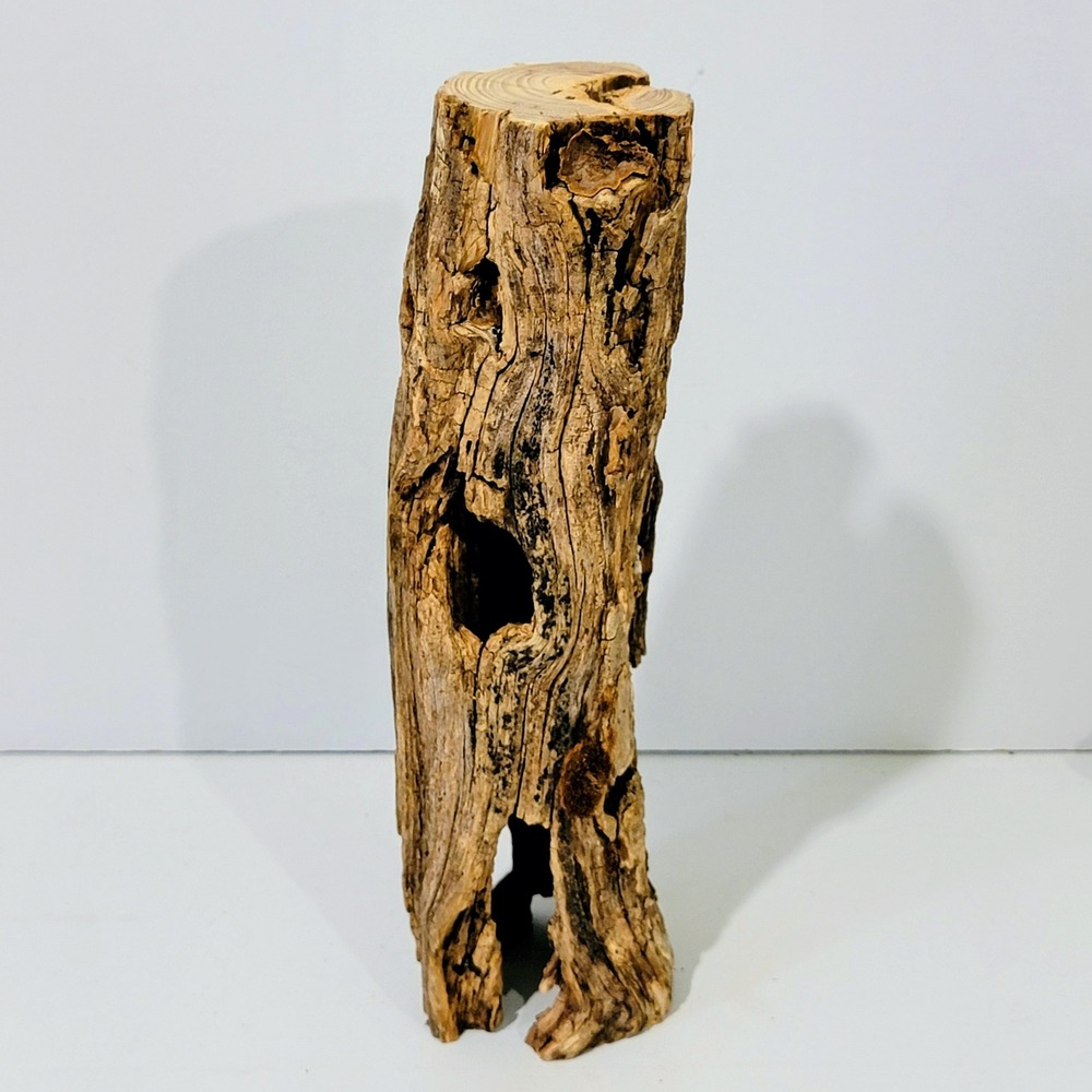 Natural Hollow Log Wood Air Plant Holder Rustic Terrarium Decor 11 inch